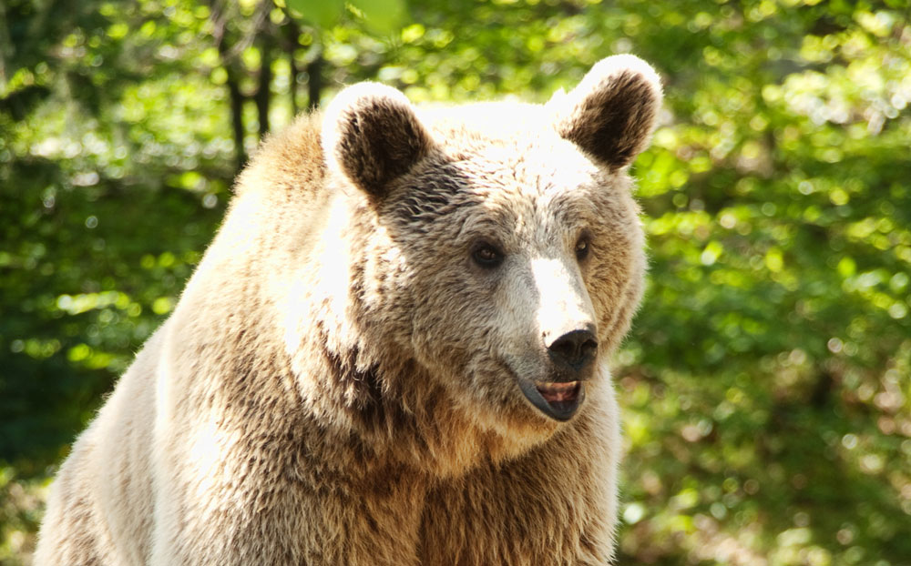 Bear Awareness Wilderness Awareness Online Course