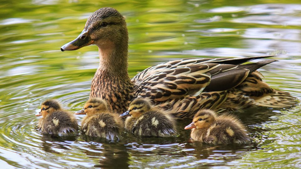 Company Spotlight: Ducks Unlimited Canada, Article