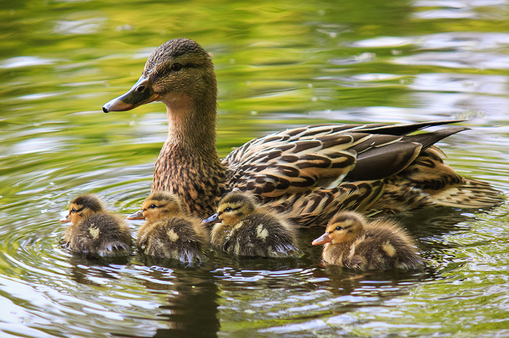 Ducks Unlimited Canada - Chief Financial Officer • Leaders