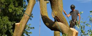 Arborist dismantling tree, holding log with ropes